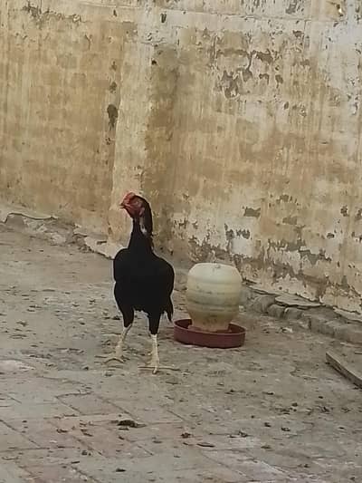 mushka mianwali murgh