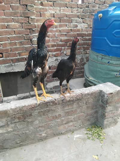 black shamo urgent for sale prize fix ha