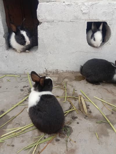 rabbit baby pair for sale