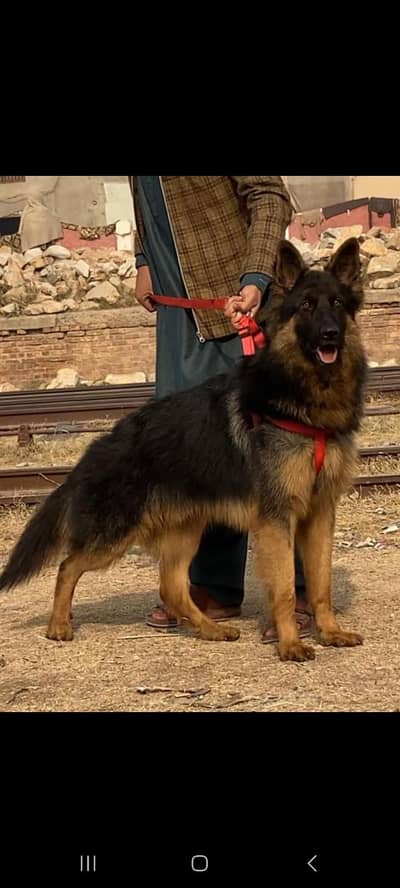 German shepherd male available for sale