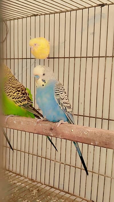 BUDGIES BREEDER PIECE'S