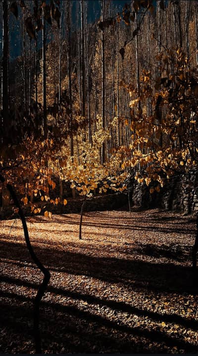 Realme 12 plus 5g 256gb Gold