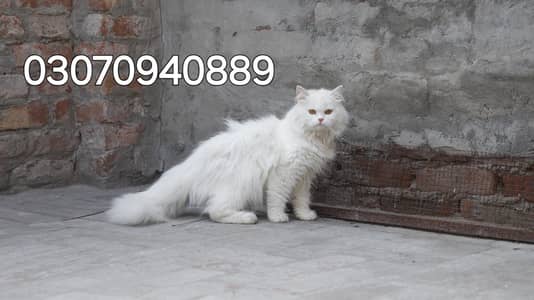 Persion male cat
