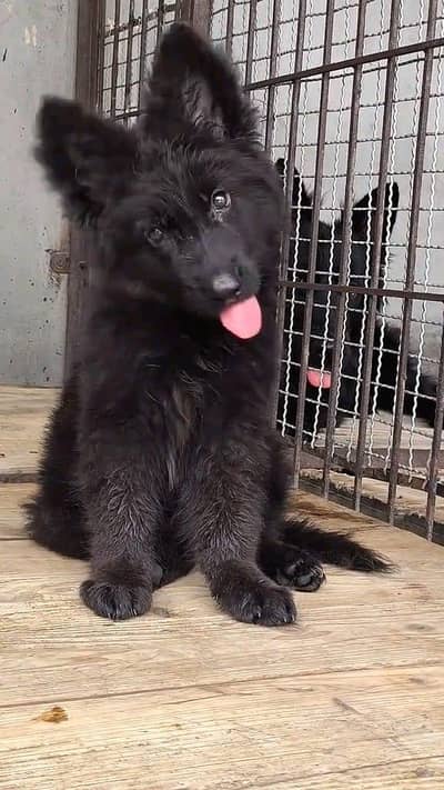 German shepherd puppies  double cot my WhatsApp number 0340729094o