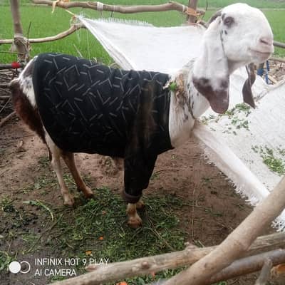 Desi bakri or sath 2 bachy