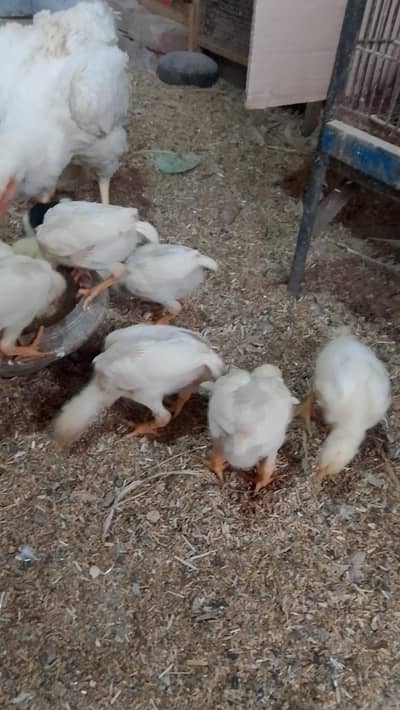 oshma chick for sale