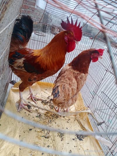 Dasi Hen Pair For Sale