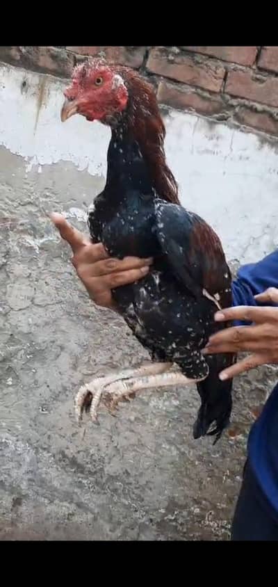 Burmi Thai cross 03064365643