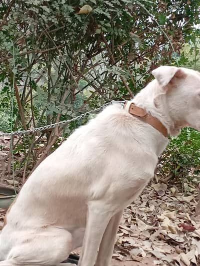 Mountain feist male dog intelligent and friendly,gurad dog.