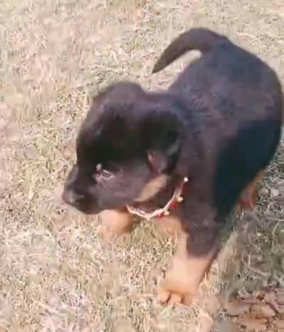 2 Dogs kid German Shepherd for sell