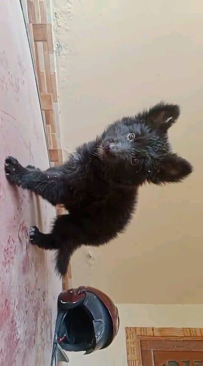 German shepherd puppies  double cot my WhatsApp number 0340729094o