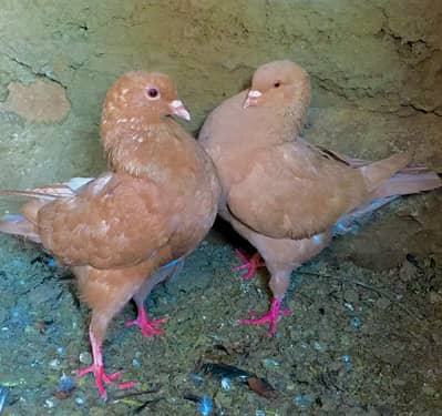 King pair available exchange also possible