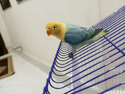 Hand Tame Love Birds for sale