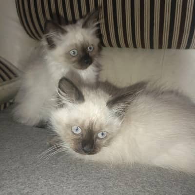 looking for a loving and caring family