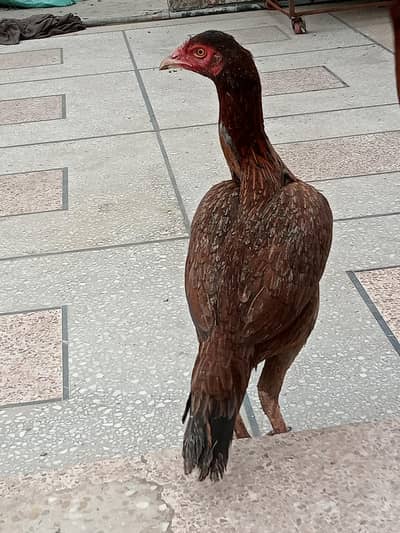 pure aseel murgi  brown color