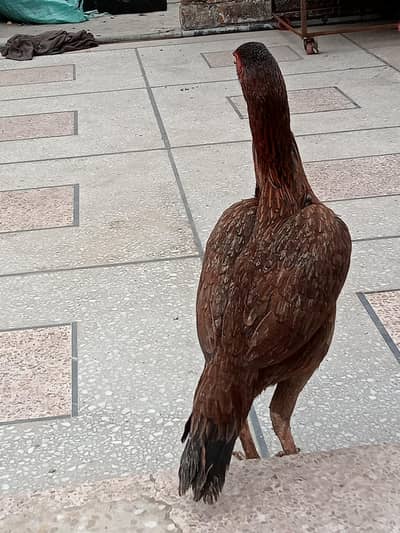 pure aseel murgi  brown color