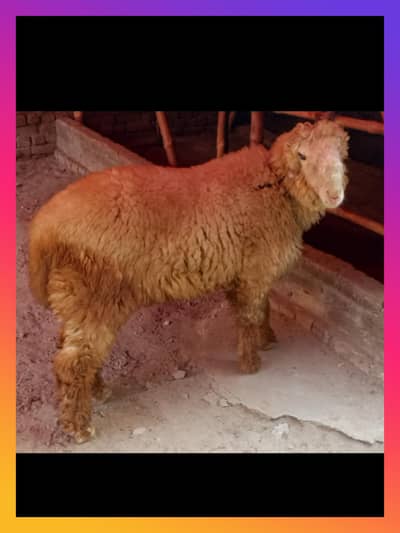 03188305150 only whatsapp mundra for sale in Gujranwala age 6 month