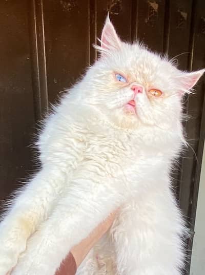 Persian cat odd eyes