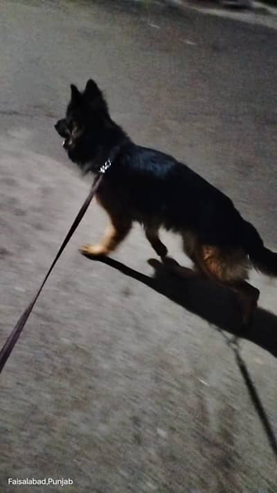 Garman shaft long Cort