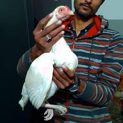 Paper White Heera Aseel Madi.