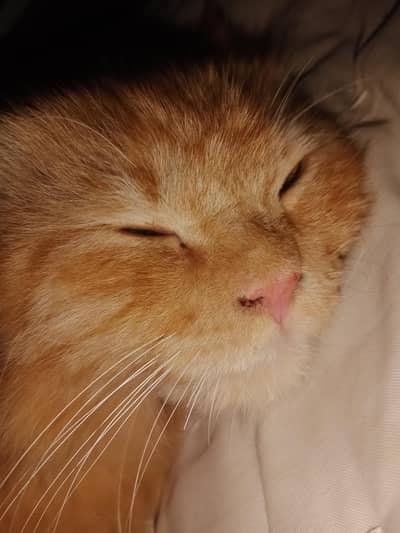 this cat is brown cat and very cute and very cheap