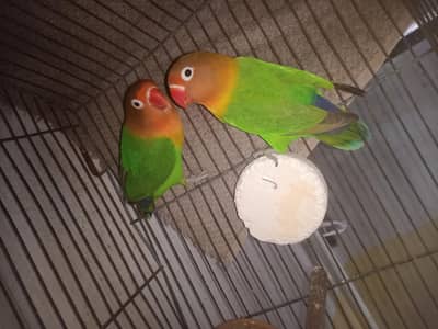 buggies,fishers,zebra finches