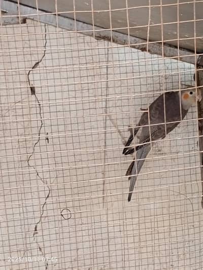 cocktail pairs and cage