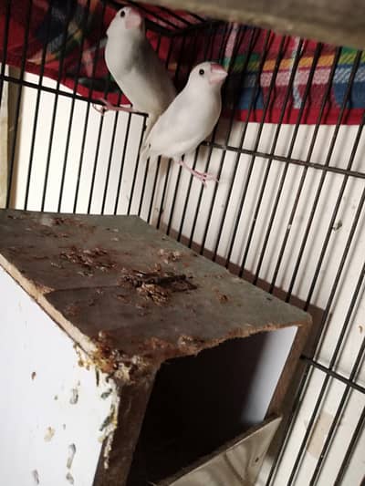 white Java pathy & Big size cage