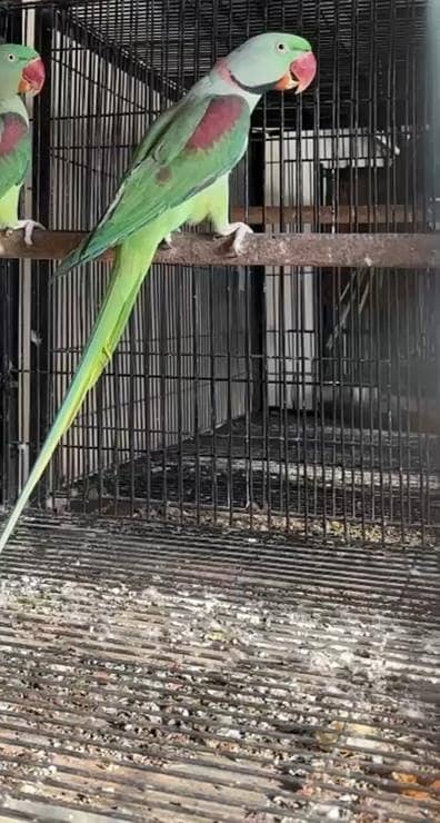 Green parrot For sale