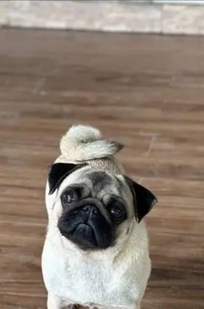 pug available male Islamabad