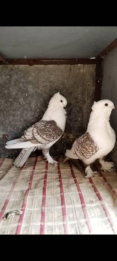 Chocolate cherry sentinet breeder pair (German tie)