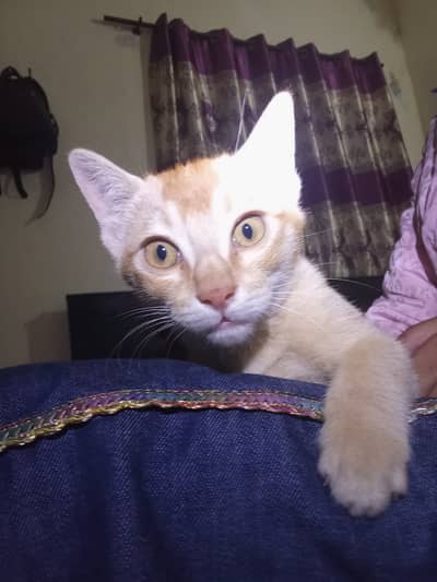  Loving Pet Cats Available for a Caring Home Healthy & Playful Cats