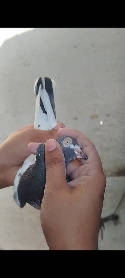 High Flying Pigeon's