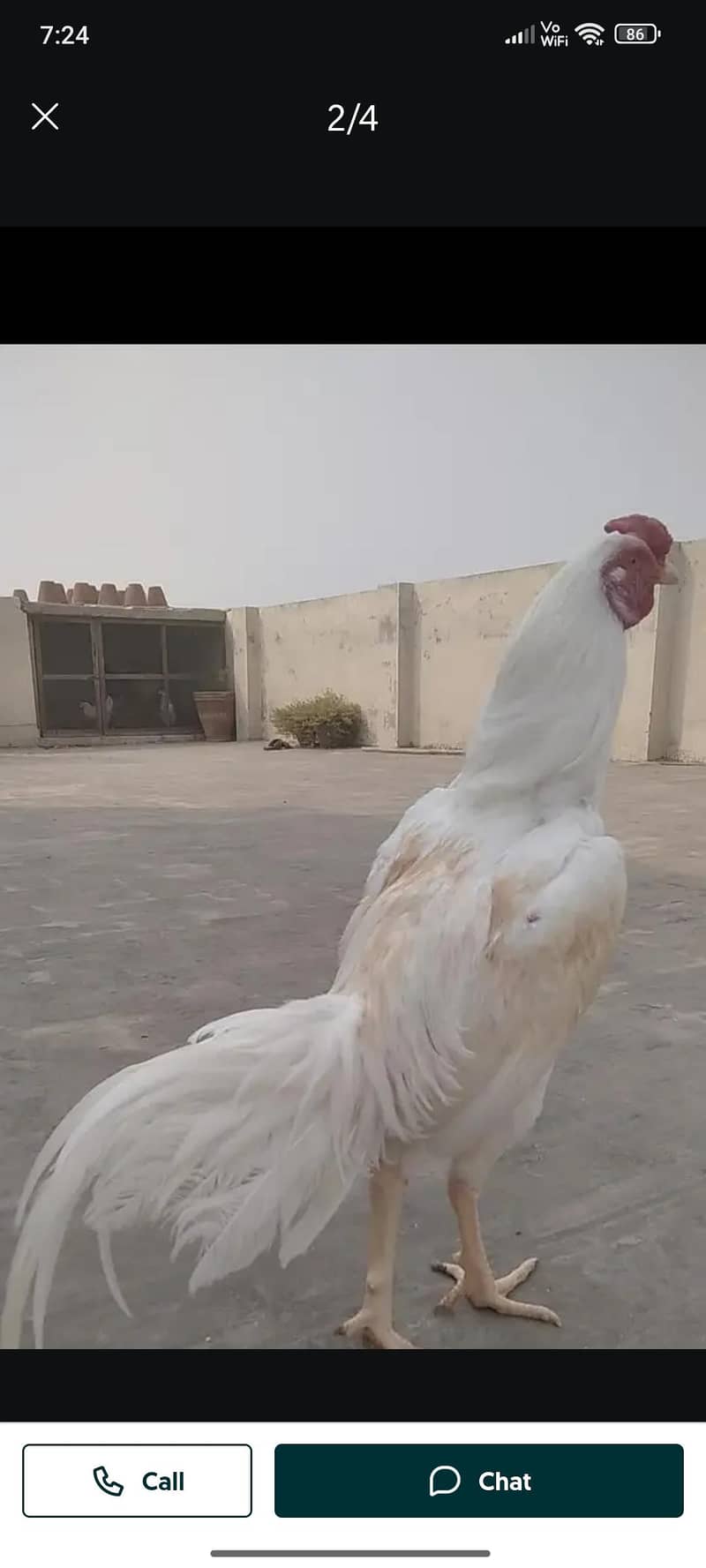 گھر کی بریڈ اصیل ہیرا اذان اور کراس بھی کرتا ہے ۔ 2