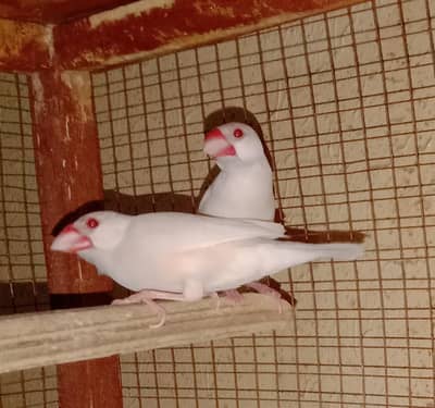 opal jawa breeder pair