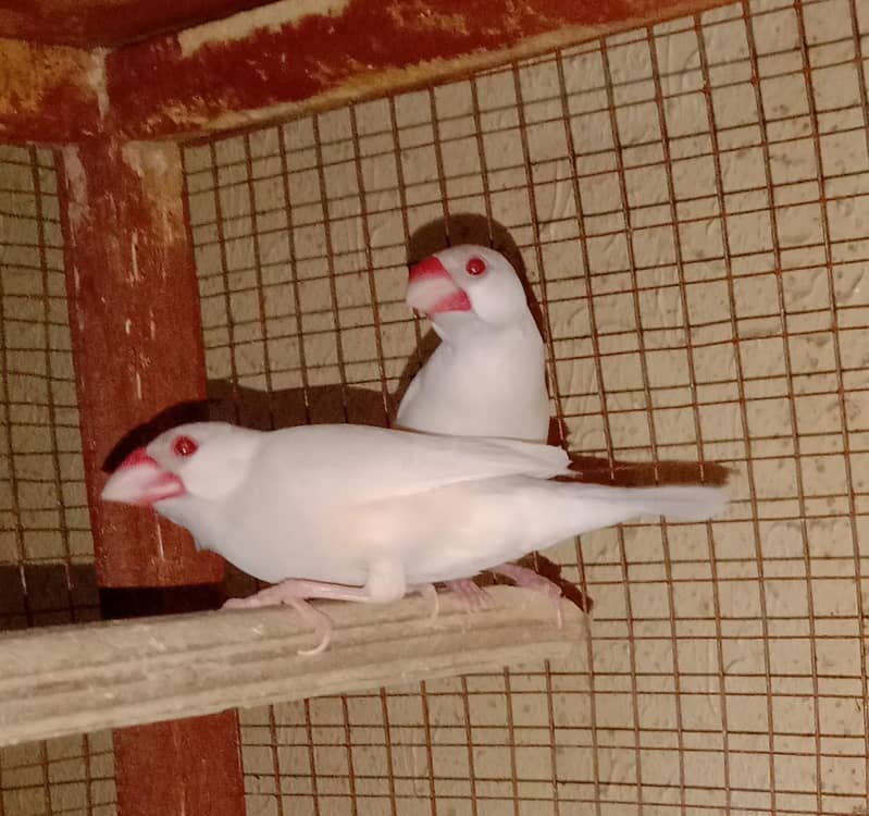 opal jawa breeder pair 0