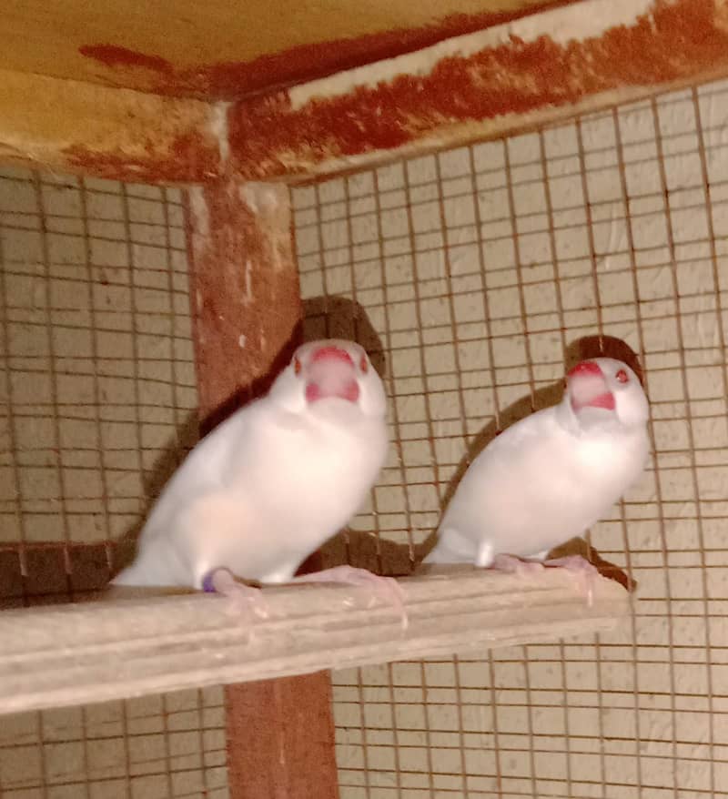 opal jawa breeder pair 1