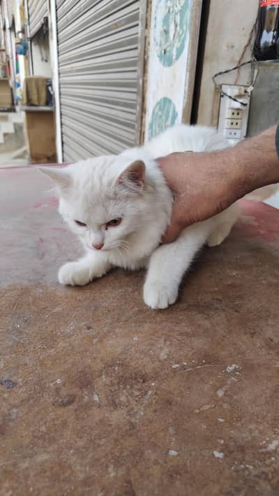 full white Billi hai