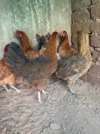 golden misri murghiya for sale ando wali