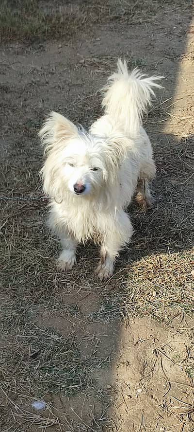 Medium size full of hairs even on face like puddle had haircut