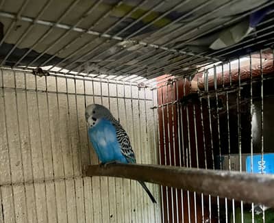 Budgies parrots breeder 1pair and one male total 3 pieces