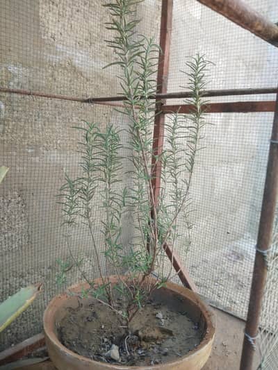 plant rosemary fresh