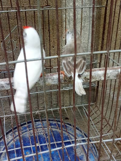 mutation Finch's pair Available for sale