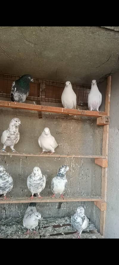 top quality low flayer