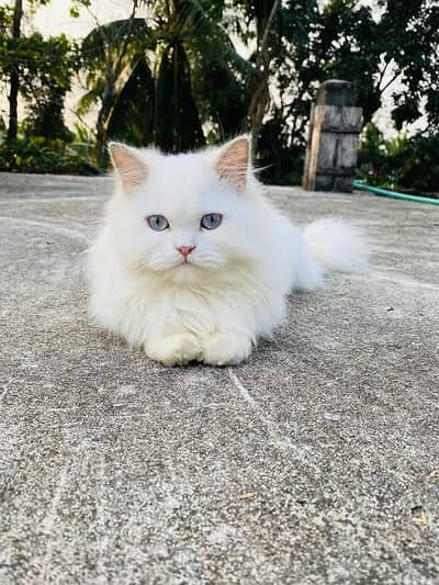 male available for mating stud