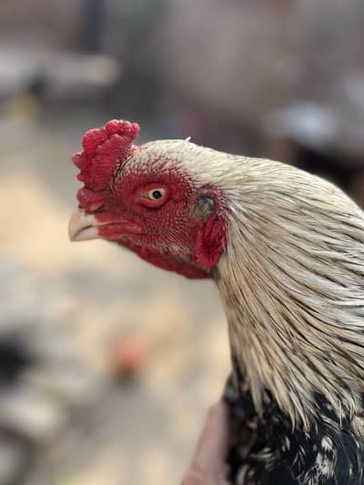 MashaALLAH pure aseel