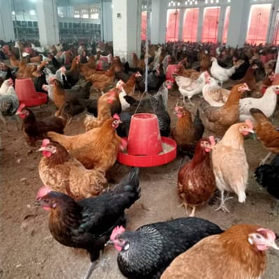 Golden misr | aseel | fancy murgha | eggs laying hens | eggs |thai