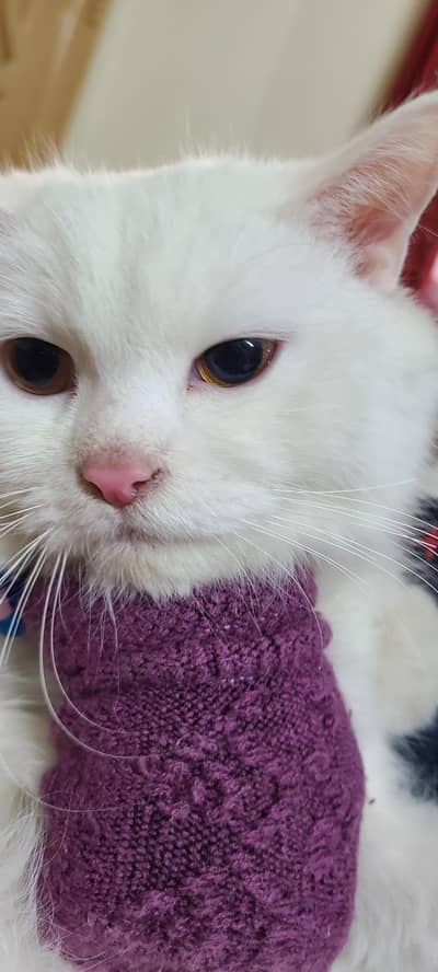 Very Pretty White Parsien