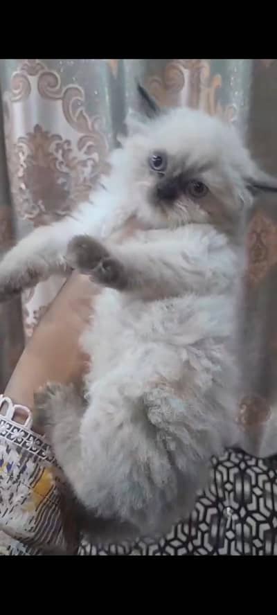Himaliyan triple coated kittens pair available for sale