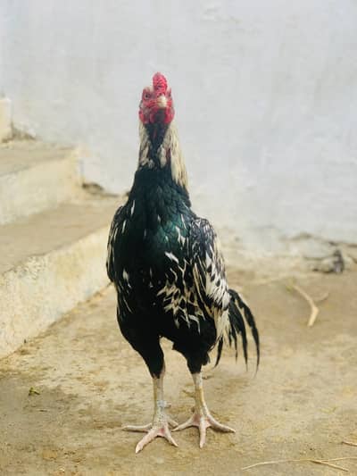 jawa hen